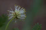 Illinois bundleflower